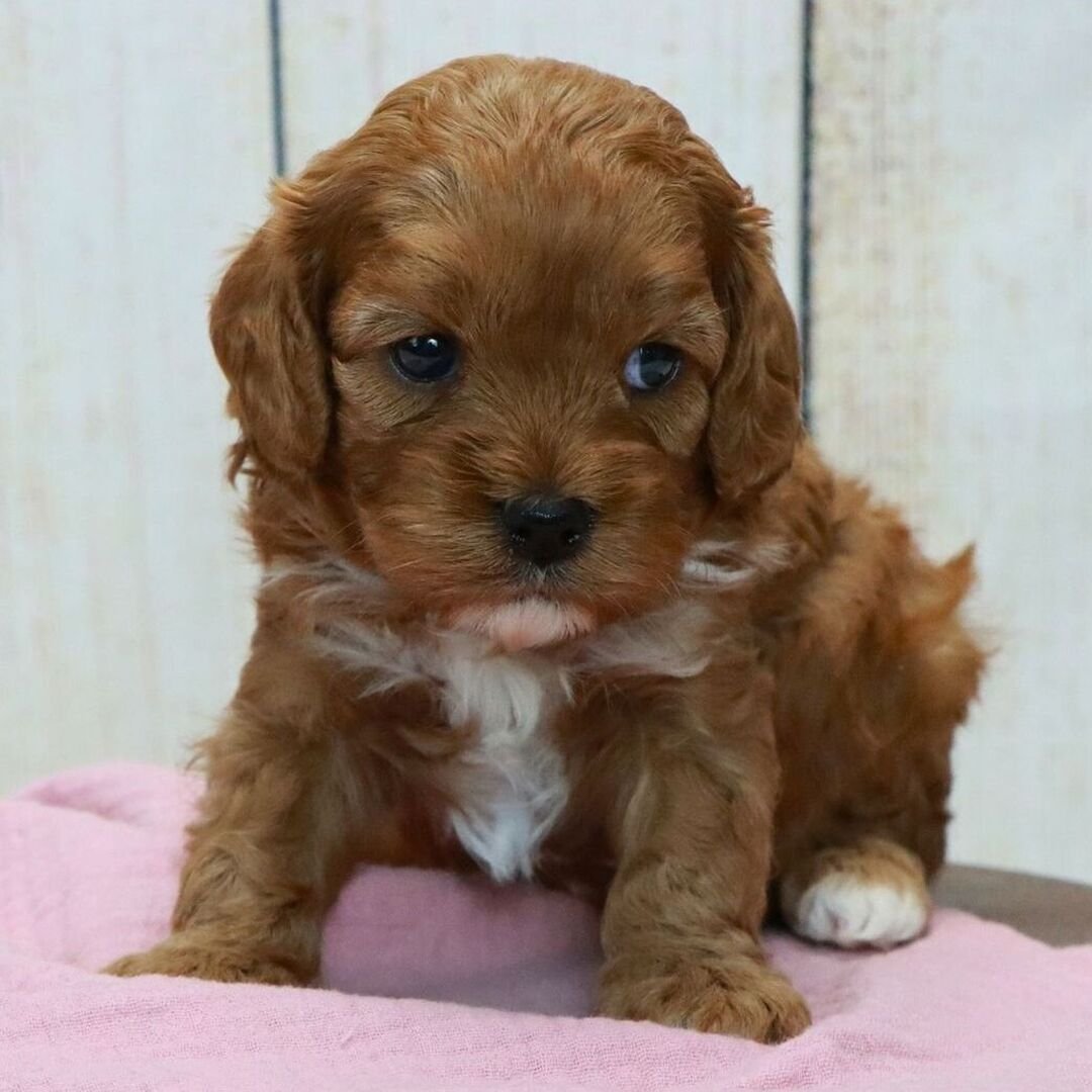 Cavapoo puppies