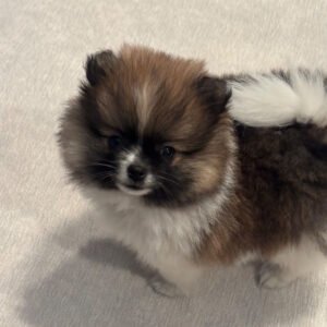 teacup Pomeranian