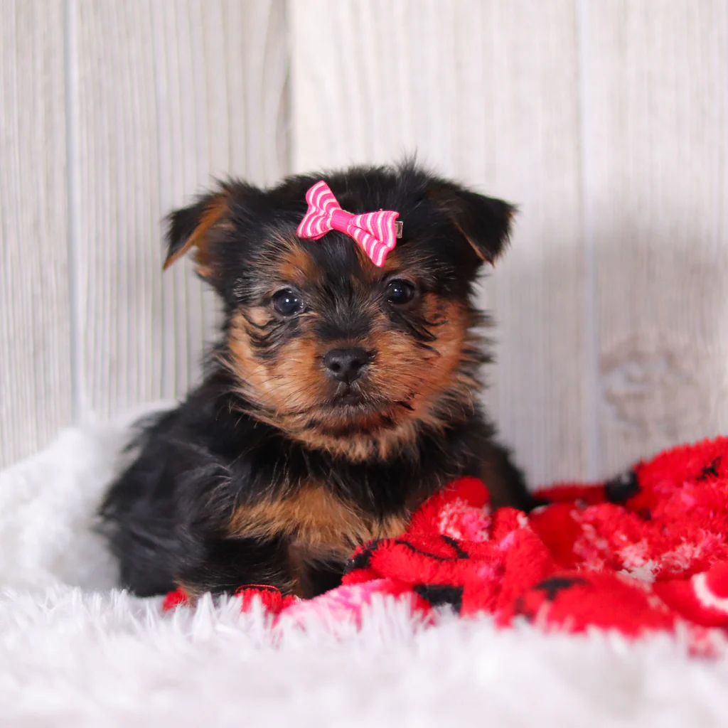 teacup Yorkie