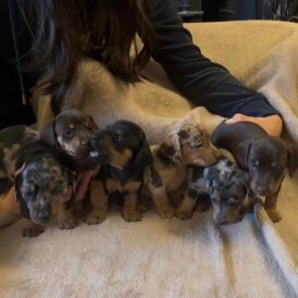 Maltipoo Puppies for Sale